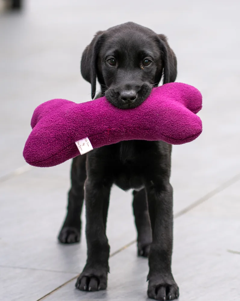 Black Labrador puppy holding a bright purple toy